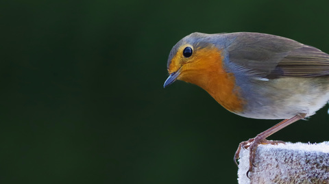 Erithacus rubecula / Rougegorge familier