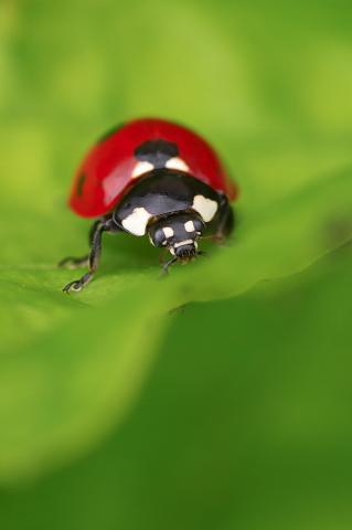 Coccinella septempunctata