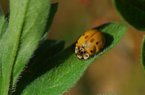 Adalia decempunctata