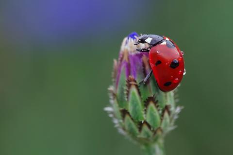 Coccinella septempunctata