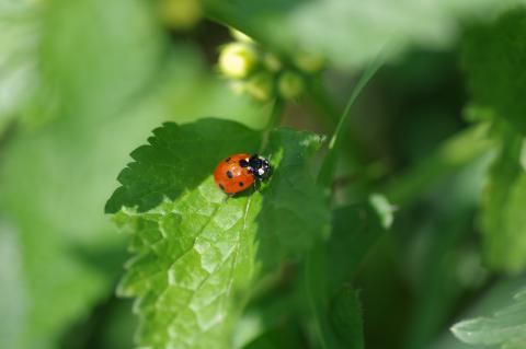 Coccinella septempunctata 