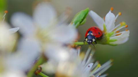 Coccinella septempunctata