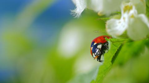 Coccinella septempunctata