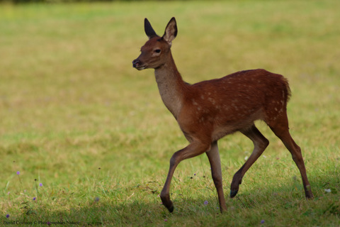 Faon - Cervus elaphus