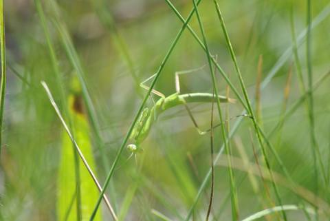 Mante religieuse (Mantis religiosa)