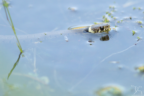 Couleuvre à collier - Natrix natrix