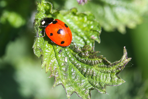 La Coccinelle à 7 points, Coccinella septempunctata