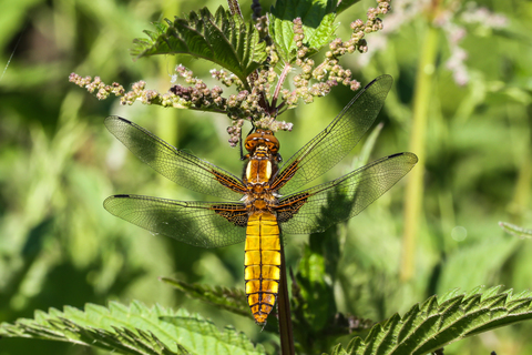 La Libellule déprimée - Libellula depressa