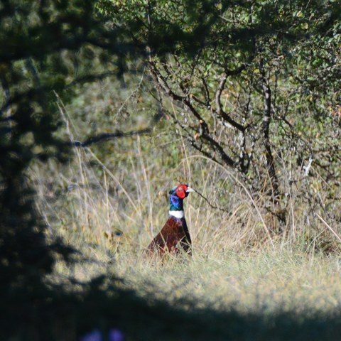 La promenade du faisan 