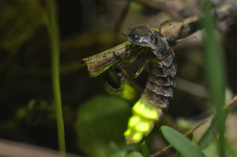 Lampyris noctiluca femelle