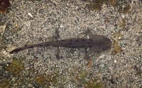 Larve de salamandre tachetée - Salamandra salamandra