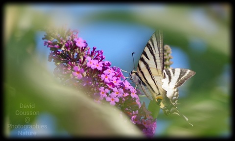 Flambé, Iphiclides podalirius