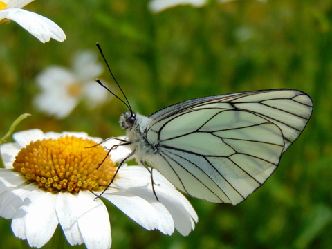 Le Gazé (Aporia crataegi) avec ses ailes délicatement nervurées de noir - Corpeau (21), Mai 2018