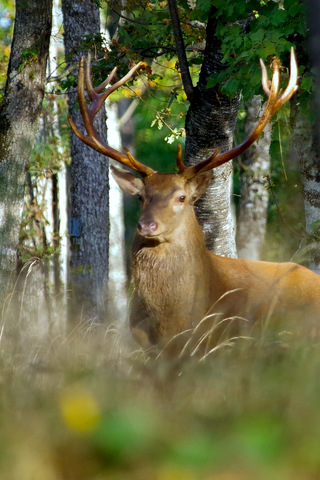 Le roi de la forêt éclairé par les premiers rayons de soleil.