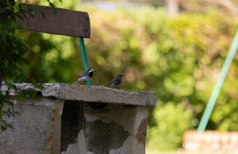 les copains d'abord : Bergeronnette grise et Rougequeue