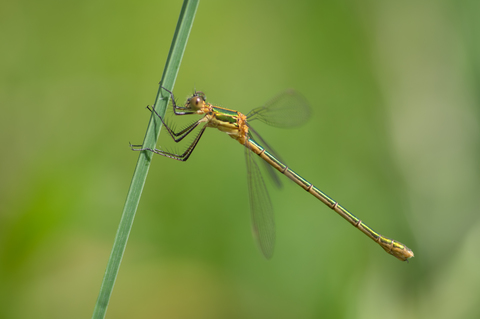 Leste fiancé (Lestes sponsa)