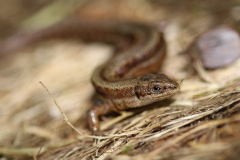 Lézard vivipare