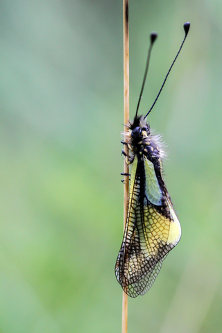 Libelloides coccajus