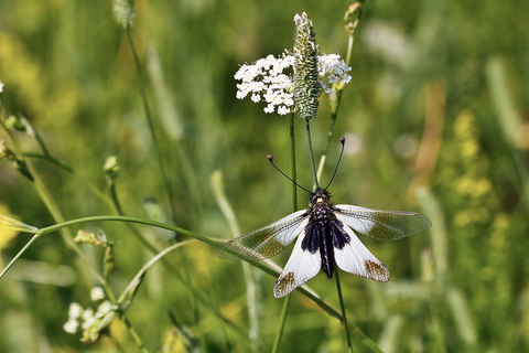 Libelloides coccajus