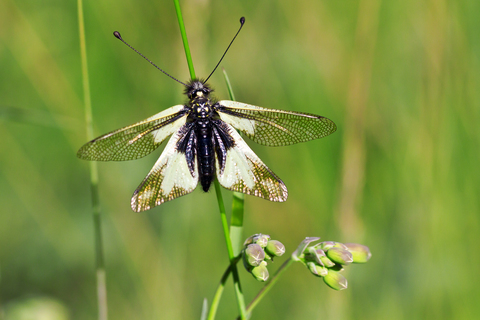 Libelloides coccajus