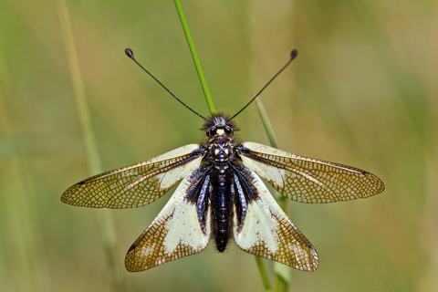 Libelloides coccajus