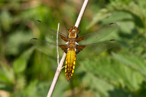 Libellula depressa (femelle)