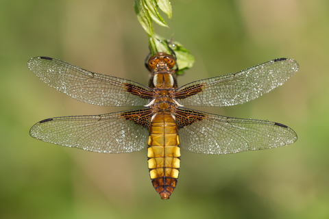 Libellula depressa (femelle)