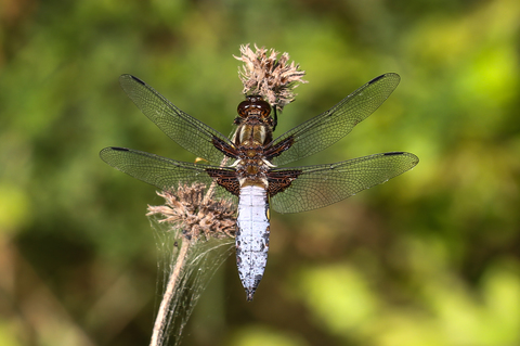 Libellula depressa, la Libellule déprimée (un mâle)