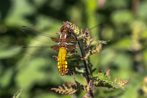 Libellula depressa, la Libellule déprimée (une femelle)