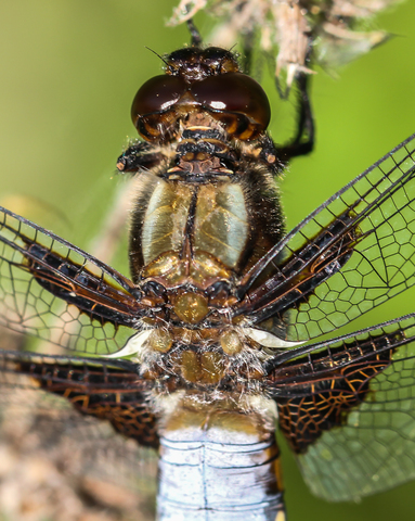 Libellula depressa, la Libellule déprimée (un mâle)