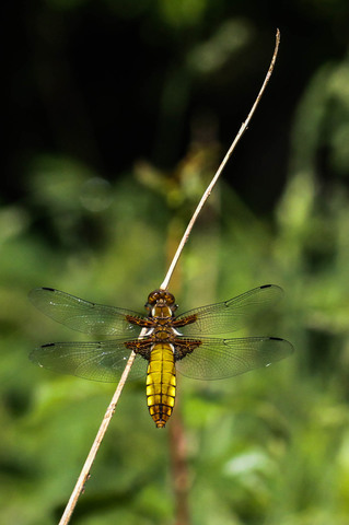 Libellula depressa, la Libellule déprimée (une femelle)