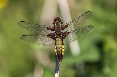 Libellula depressa, la Libellule déprimée