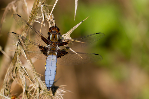 Libellula depressa (mâle)