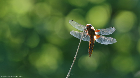 Libellule déprimée - Libellula depressa