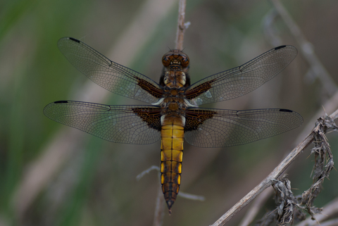 Libellule déprimée (Libellula depressa)