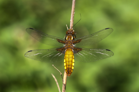 Libellule déprimée - Libellula depressa