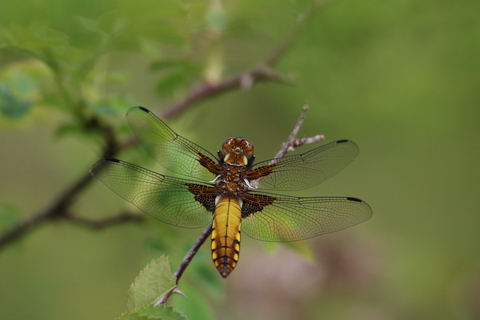 Libellule déprimée - Libellula depressa