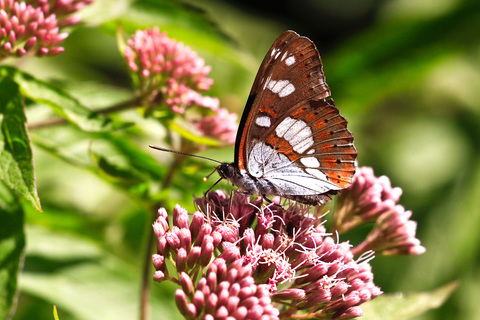 Limenitis reducta