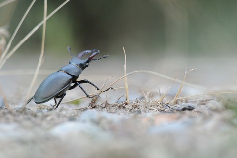 Lucane Cerf-volant (Le) - Lucanus cervus