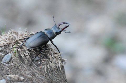 Lucane Cerf-volant (Le) - Lucanus cervus