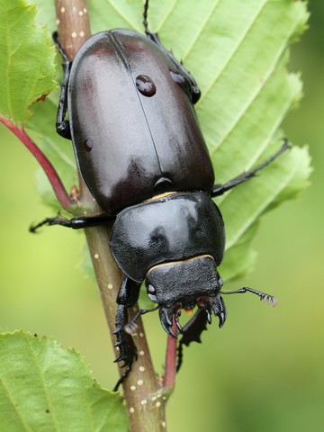 Lucanus cervus