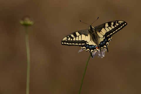 Machaon (Papilio machaon)