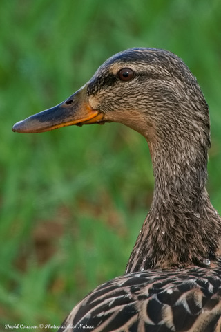 Canard colvert - Anas platyrhynchos