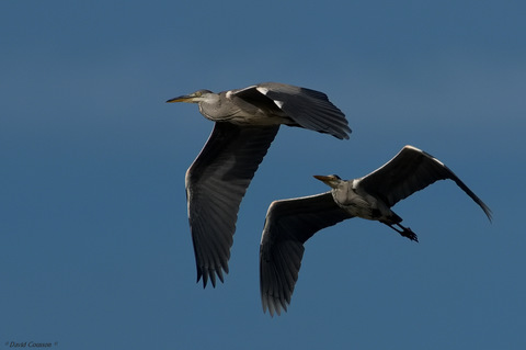 Héron cendré - Ardea cinerea