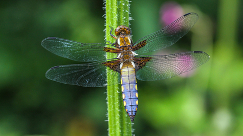 mâle de Libellula depressa, la Libellule déprimée