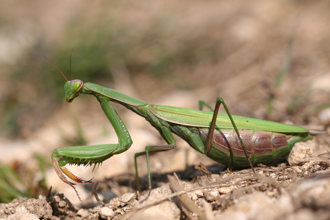 Mantis religiosa (F)