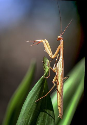 Mantis religiosa