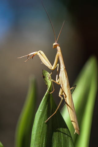 Mantis religiosa