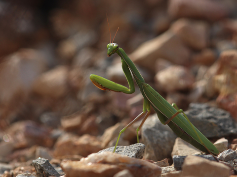 Mantis religiosa