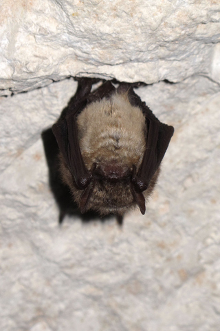 Murin à oreilles échancrées (Myotis emarginatus) - hibernation